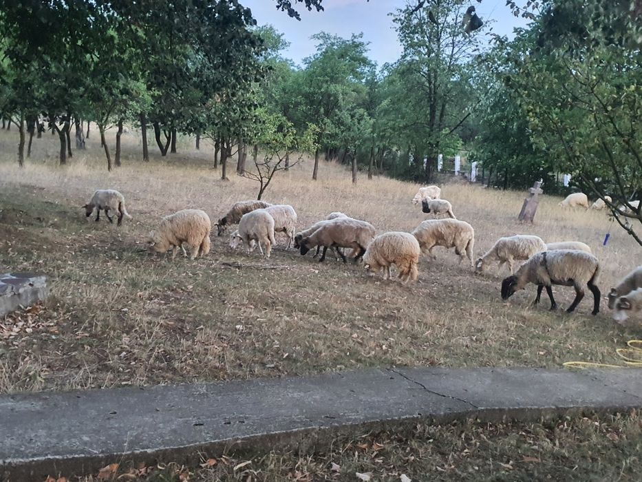 Vând oi mai multe detalii în privat