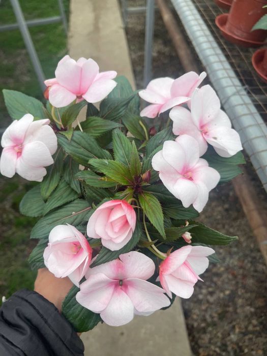 Geran, Balzamin, Begoniya, seklamen