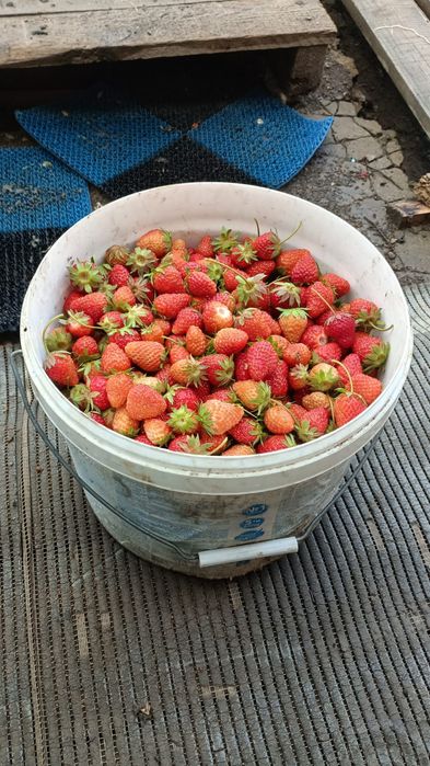 Продам клубнику от 1-20литр
