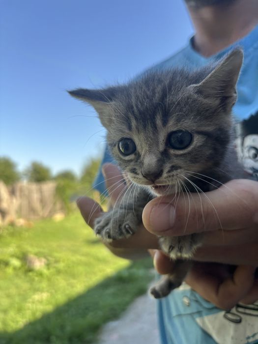 Adoptie pisoiasi