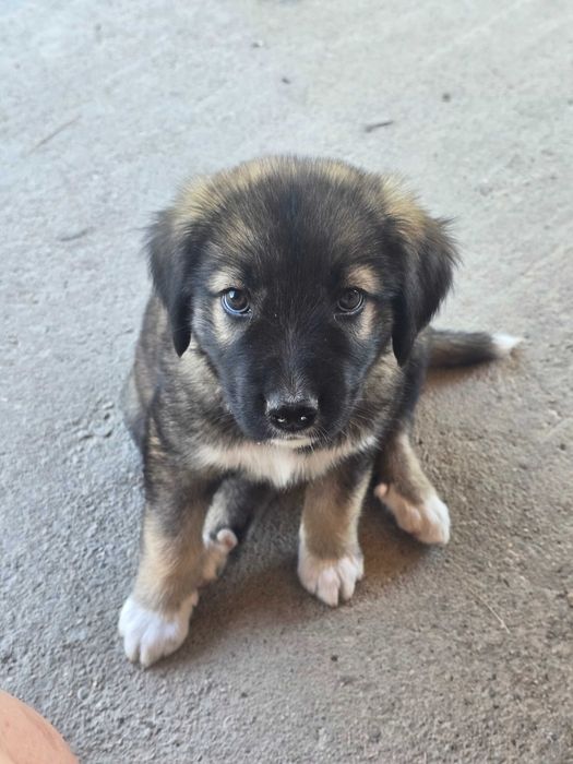 Adopție animalele