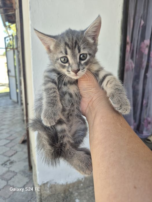 Котенок отдам 1 штук