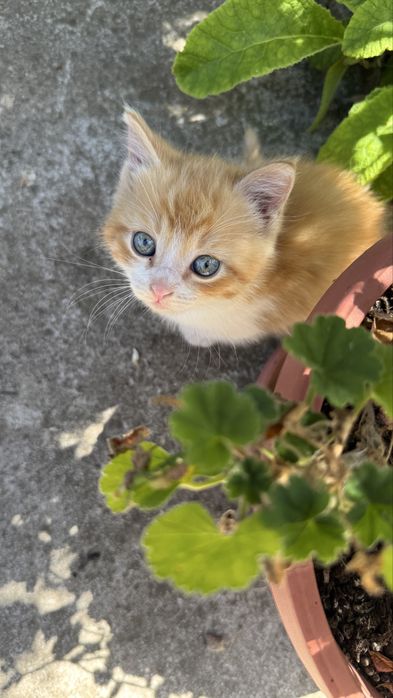 Малки пухчета  2 броя