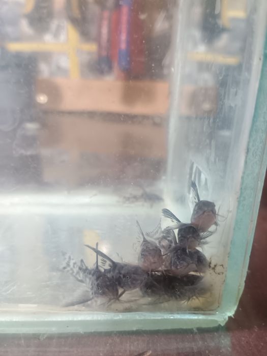 Декоративни риби -Хелер