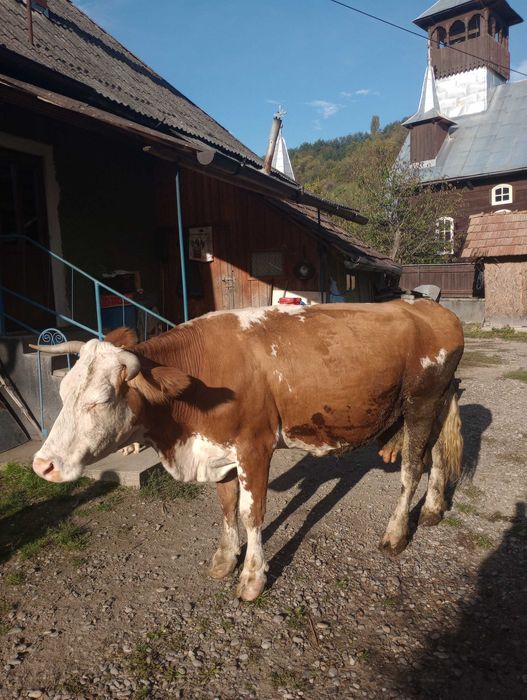 Vacă bălțata de vânzare