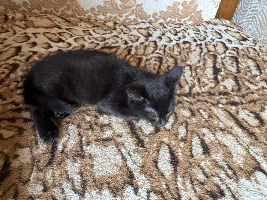 Отдаём котят в добрые руки.