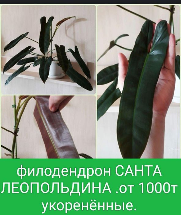 Филодендрон Санта Леопольдина от500т