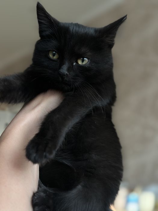 Девочка кошка отдам