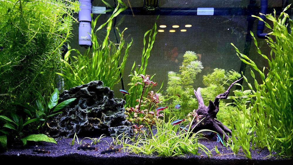 Аквариум Ferplast 125l комплект