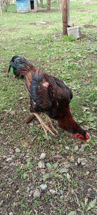 Дакан микс кореец с китайцем