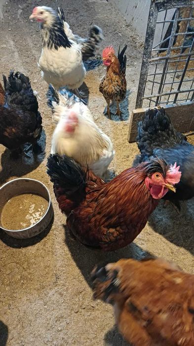 Cocoși de curte de vanzare