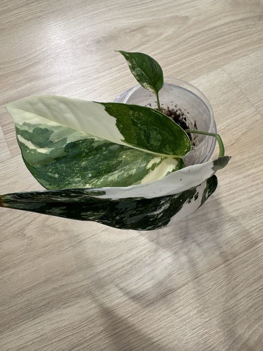 Эпипремнум Pinnatum Variegata (Пиннатум Вариегата)