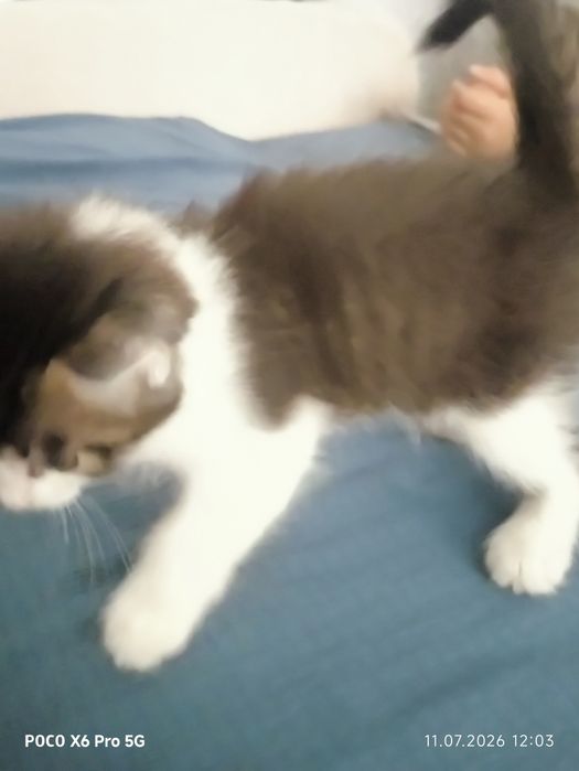 Отдам котят добрый руки