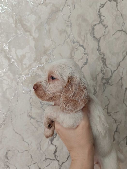 Щенки  спаниеля.