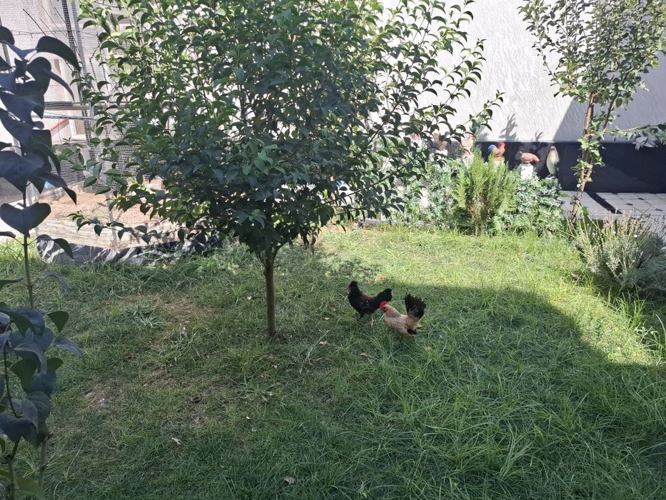 Япон товук ва хуроз сотилади