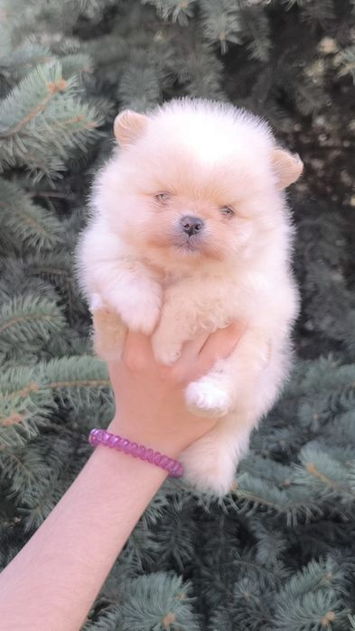 Шпицы мальчики ждут новую семью