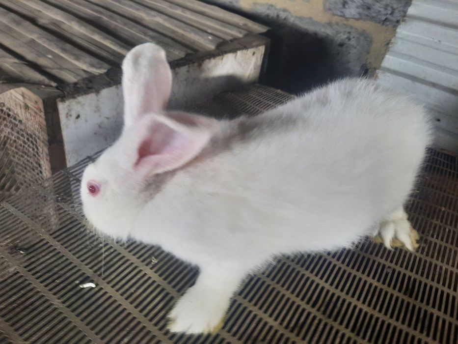 Кролики белый панон