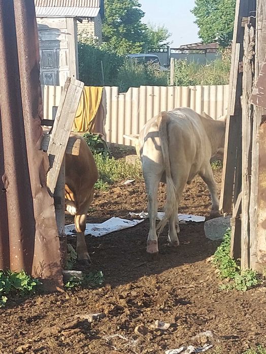 Продам КРС 7 голов
