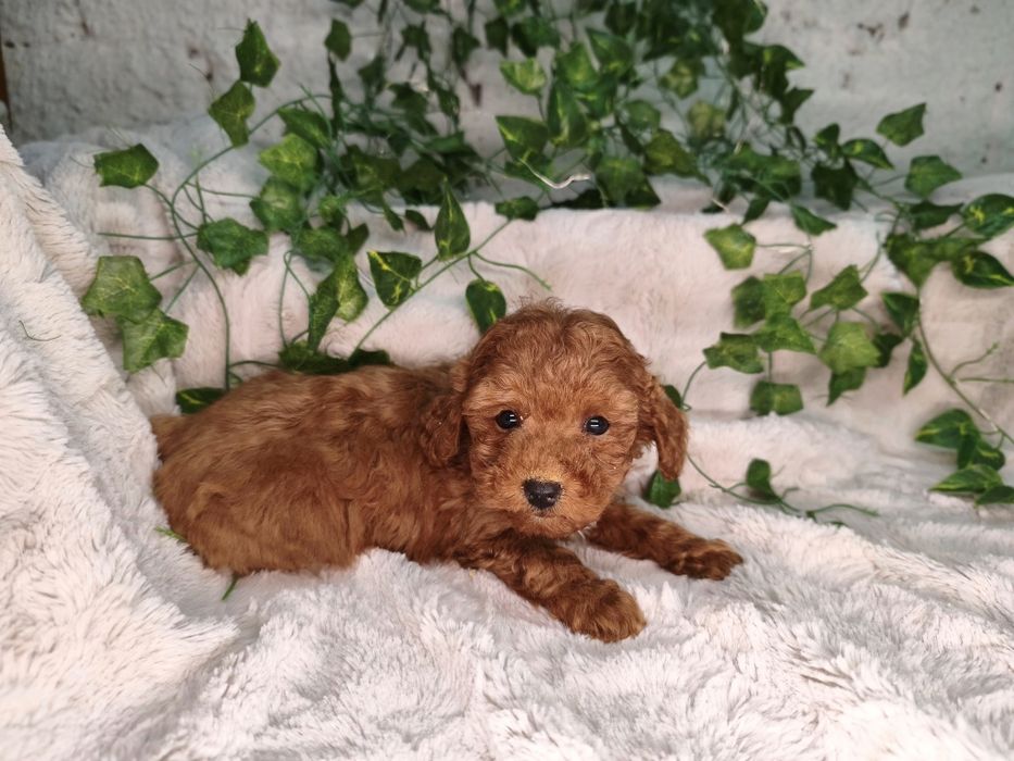 Vand baietel Pudel rosu toy/mini