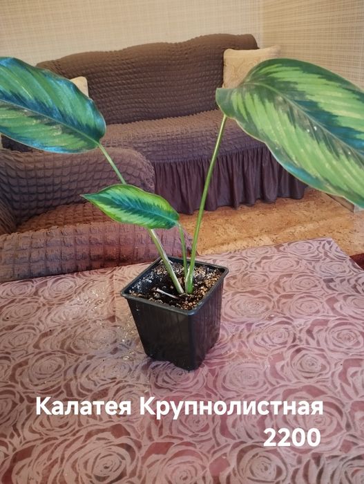 Продам комнатные растения Калатеи