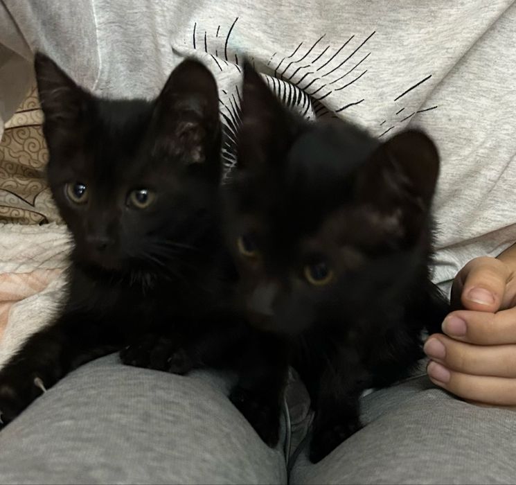 Отдам котят в лобрые руки