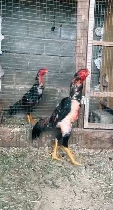 Продается бойцовый