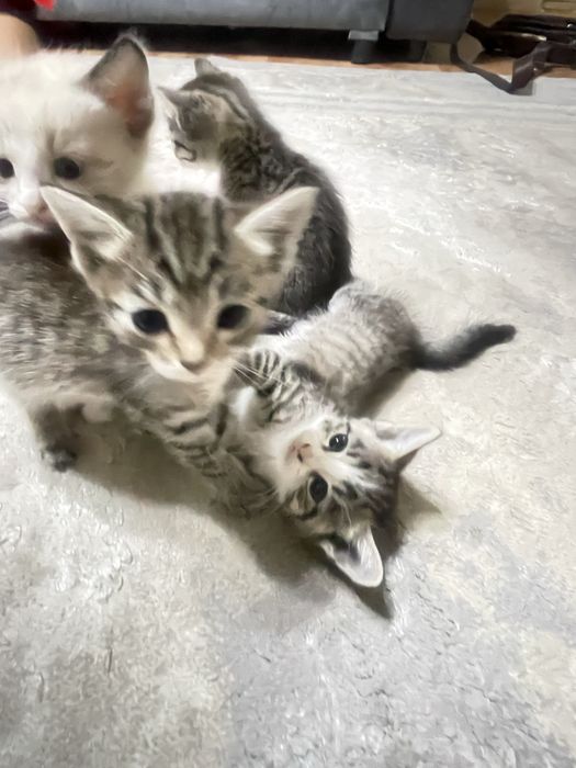 Котята в добрые руки