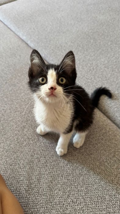 Котёнок ищет семью