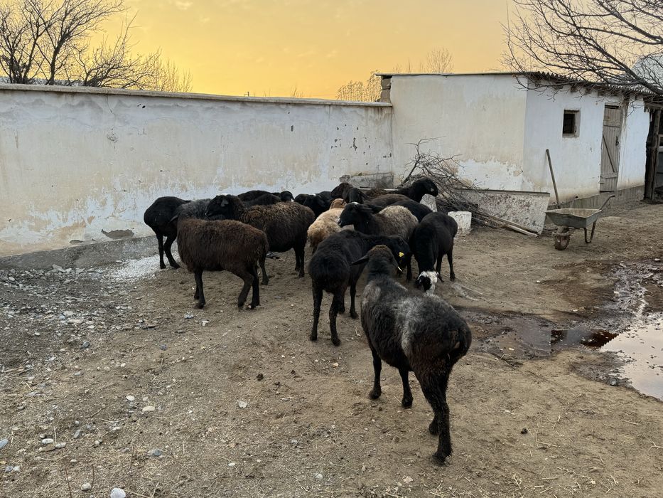 Қойлар сатылады. Сойыпта сатылады