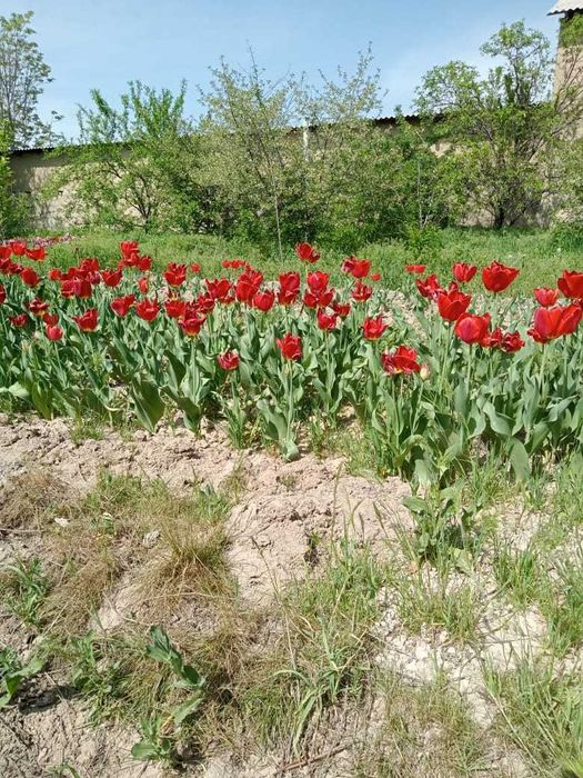 продаю луковицы тюльпанов