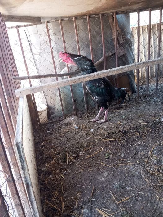 Яйцо байцовые по