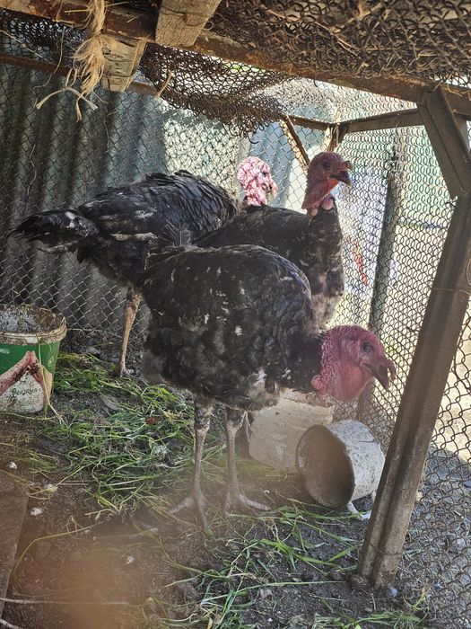 Үндік семіз еркек 3