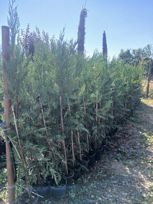 Grad viu densă leylandii 40 ron