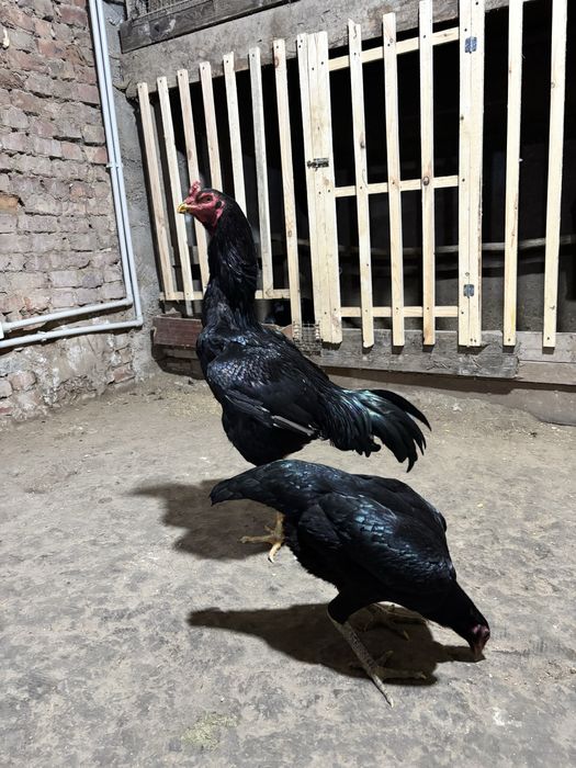 Дакан петух кореец хорошей линии