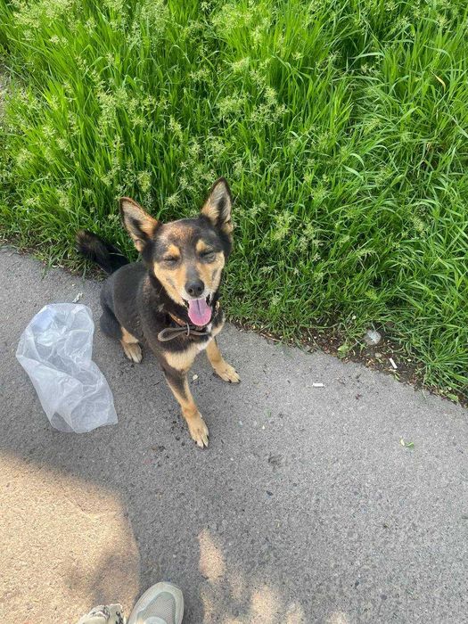 Найдена собака-потеряшка с ошейником