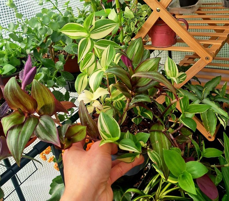 Plante de interior
