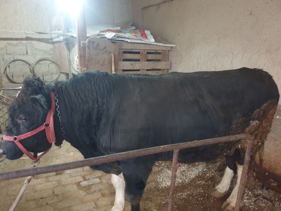 Buqa sotiladi yeb ichishi zor