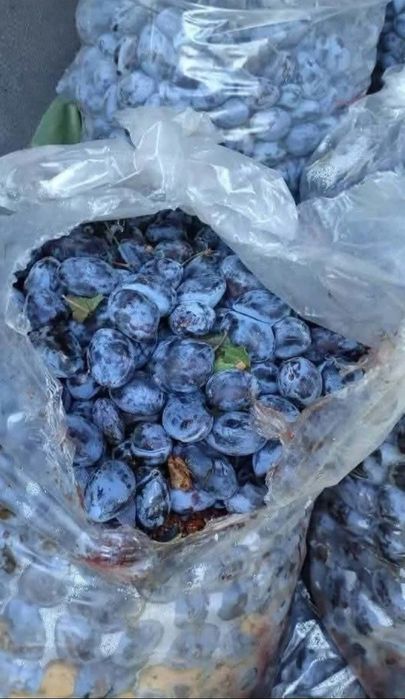 Prune de tuica  coapte si dulci cu livrare la domiciliu