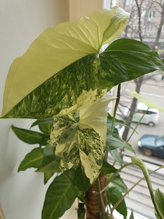 Сингониум 3 сорта в горшке.