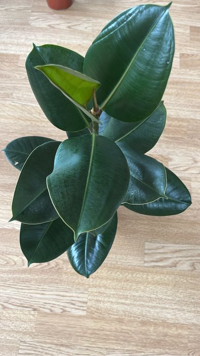 Красивые комнатные цветочки