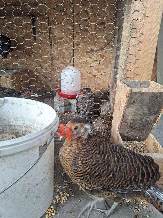 Fazani auriu pe rosu si diamant