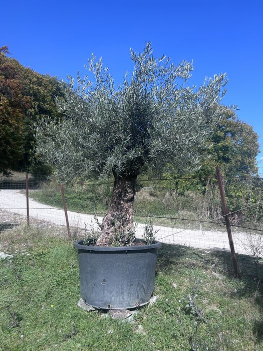 Maslini de vanzare