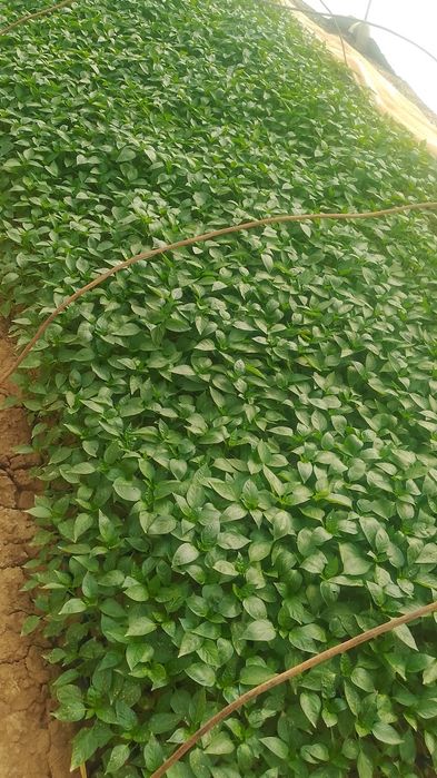 Garantiya Fish kuchatlar bor