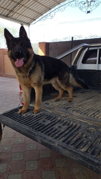 Авчарка кушык сатылады