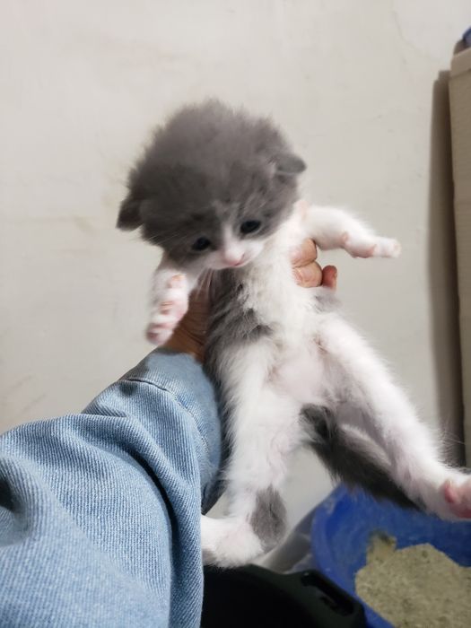 Котёнок. Скоттиш фолд