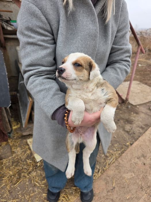 Отдам щенят в добрые руки