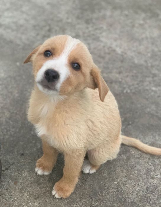 Donez pui de câine de talie mare