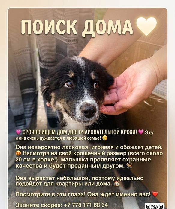 Щенок-девочка в добрые руки