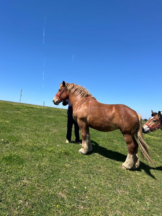 Vând iapă de 10 ani foarte cuminte din Armazar Herghelia Izvin