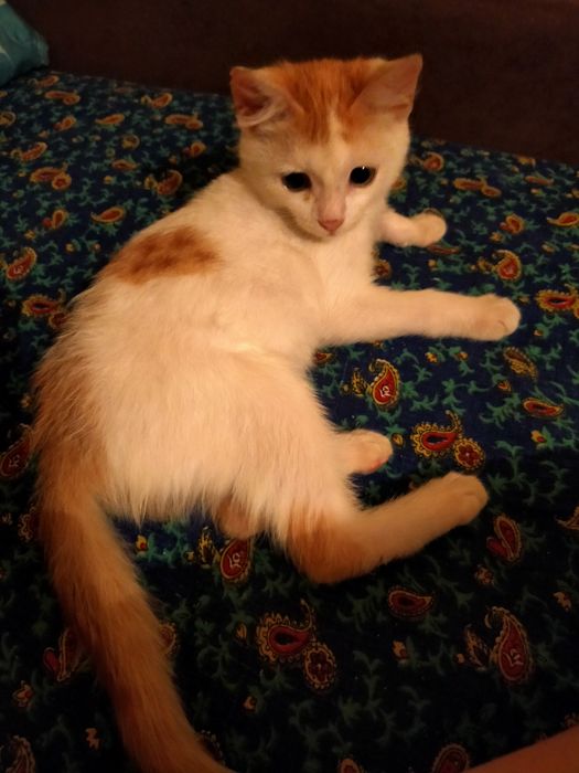 Отдам в добрые руки котенка девочку